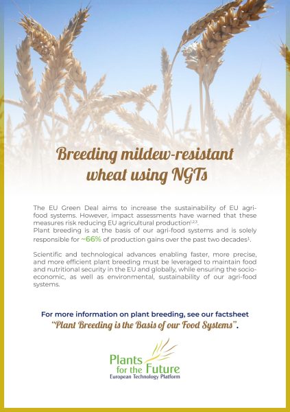 Breeding Mildew Resistant Wheat Using Ngts Images 0